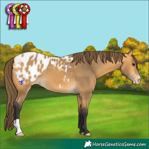 Horse Color:Buckskin Appaloosa 
