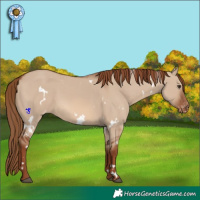 Horse Color:White Spotted Red Dun Appaloosa