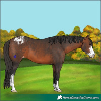 Horse Color:Brown Sabino Appaloosa