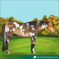Horse Color:White Spotted Buckskin 