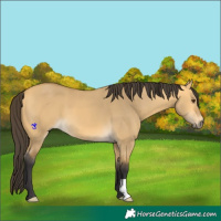 Horse Color:Buckskin Dun