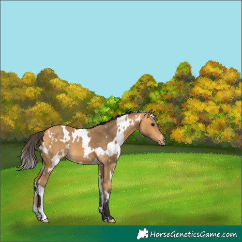 Horse Color:White Spotted Buckskin 