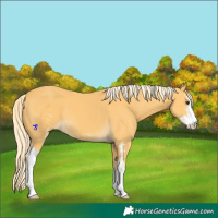 Horse Color:Palomino Sabino