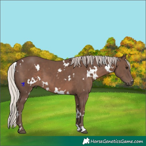 Horse Color:White Spotted Silver Black