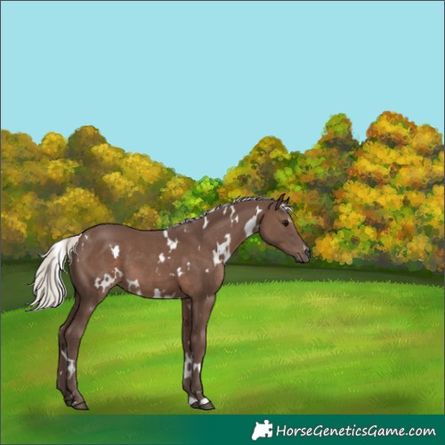 Horse Color:White Spotted Silver Black 
