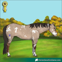 Horse Color:White Spotted Liver Red Dun Sabino