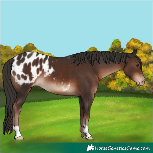 Horse Color:Liver Chestnut Blanket
