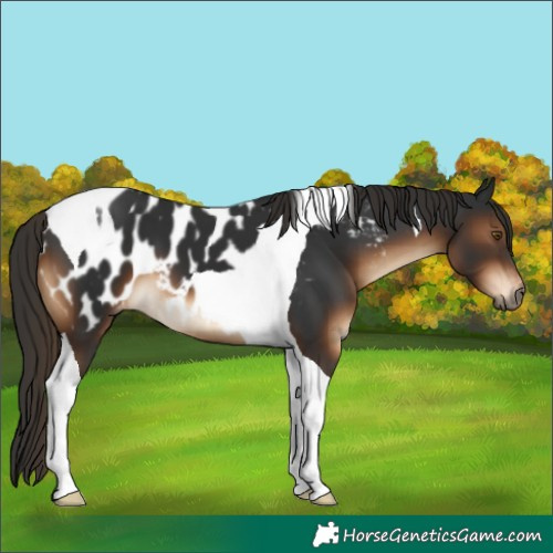 Horse Color:Gray Liver Chestnut Tobiano Near Leopard