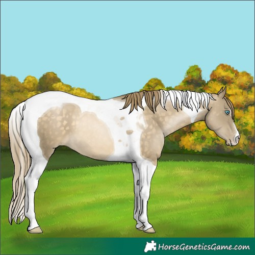 Horse Color:Buckskin Pearl Tobiano 