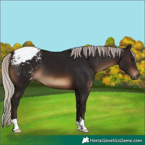Horse Color:Gray Silver Brown Snowcap