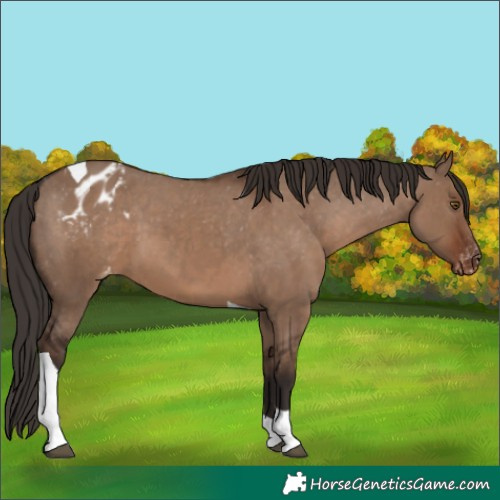 Horse Color:Liver Red Dun Tobiano Appaloosa