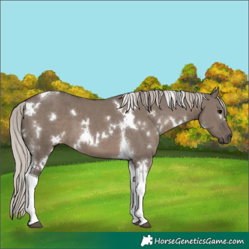 Horse Color:White Spotted Silver Grullo Tobiano 