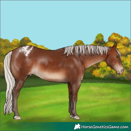 Horse Color:Silver Brown Blanket