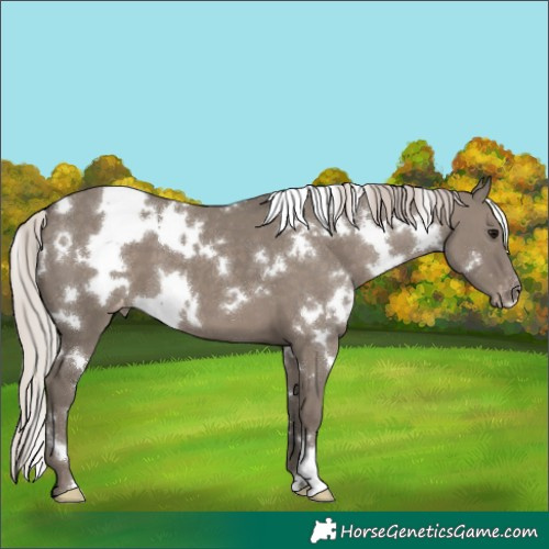Horse Color:White Spotted Silver Grullo Varnish