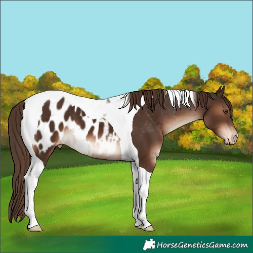Horse Color:Liver Chestnut Tobiano Near Leopard