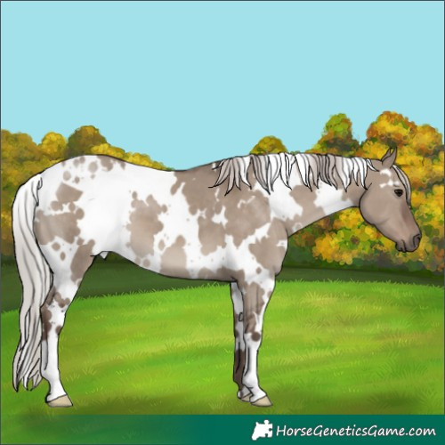 Horse Color:White Spotted Silver Grullo 