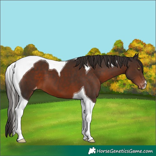 Horse Color:Liver Chestnut Tobiano Appaloosa