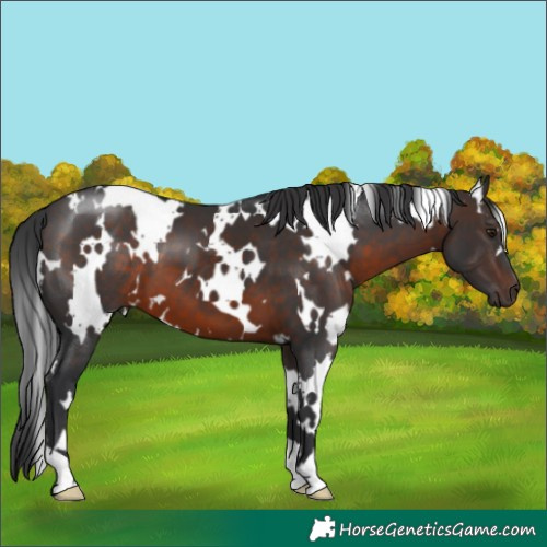 Horse Color:White Spotted Brown