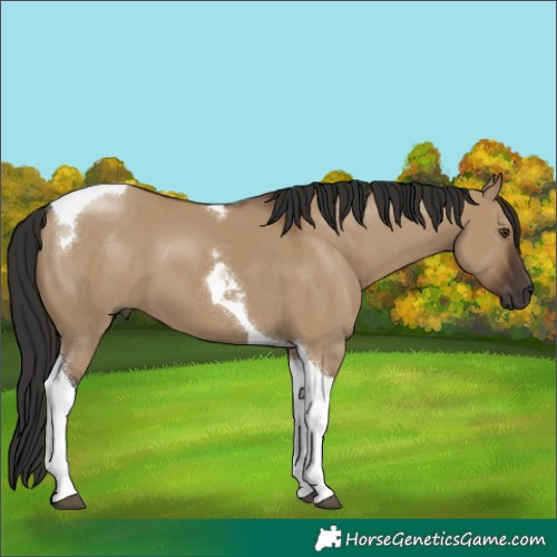 Horse Color:Gray Liver Red Dun Tobiano