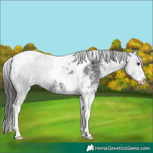 Horse Color:White Spotted Black Tobiano 
