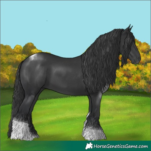 Horse Color:Black Tobiano 