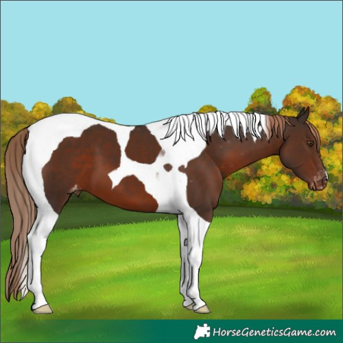 Horse Color:Liver Chestnut Tobiano Appaloosa 