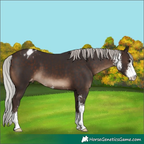 Horse Color:Silver Brown Sabino Appaloosa 