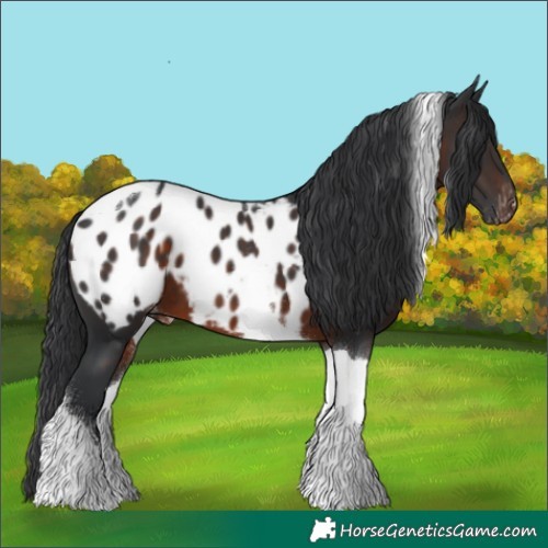Horse Color:Brown Tobiano Appaloosa