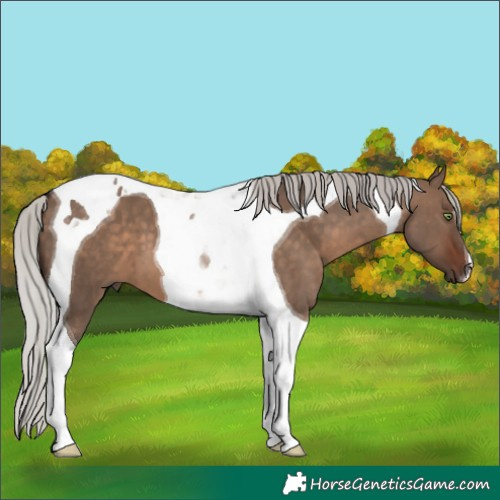 Horse Color:Silver Brown Dun Tobiano 