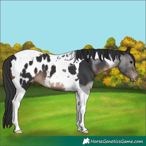 Horse Color:Brown Tobiano Appaloosa