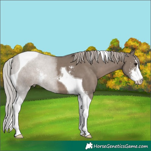 Horse Color:Silver Grullo Sabino Tobiano 