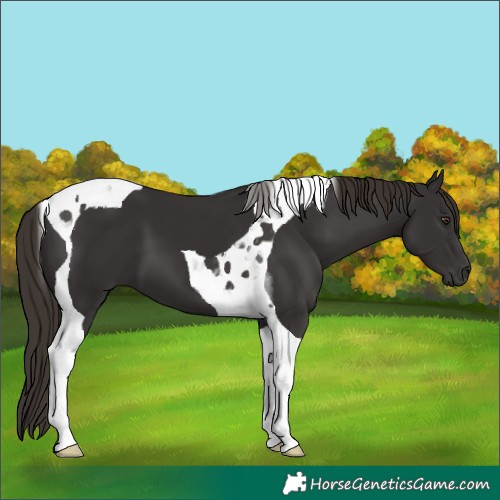 Horse Color:Liver Chestnut Tobiano