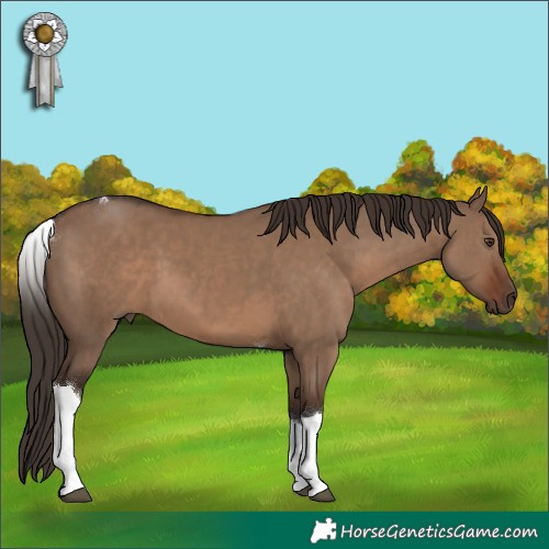 Horse Color:Liver Red Dun Tobiano