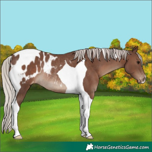 Horse Color:Silver Black Tobiano Blanket Rabicano 
