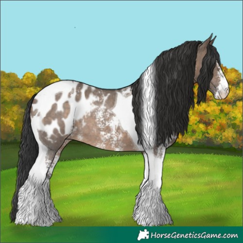 Horse Color:Brown Dun Sabino Tobiano Appaloosa Rabicano