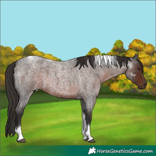 Horse Color:Liver Red Roan Tobiano