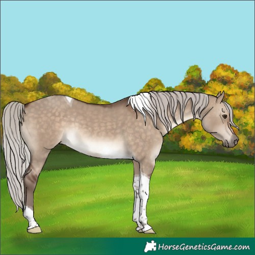 Horse Color:Silver Brown Dun Tobiano Rabicano