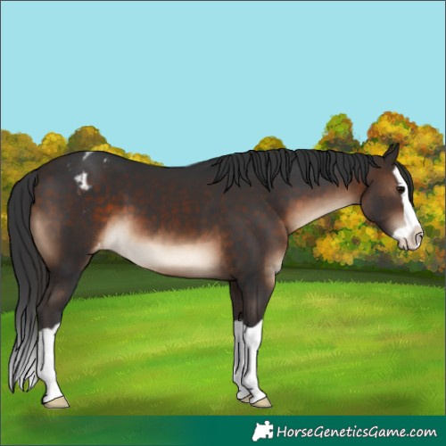 Horse Color:Brown Splash Appaloosa 