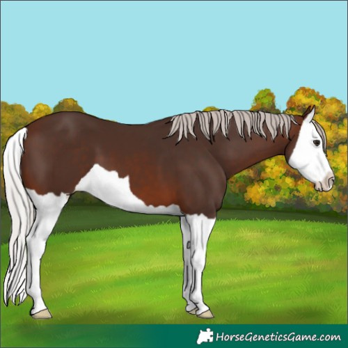 Horse Color:Silver Brown Splash 