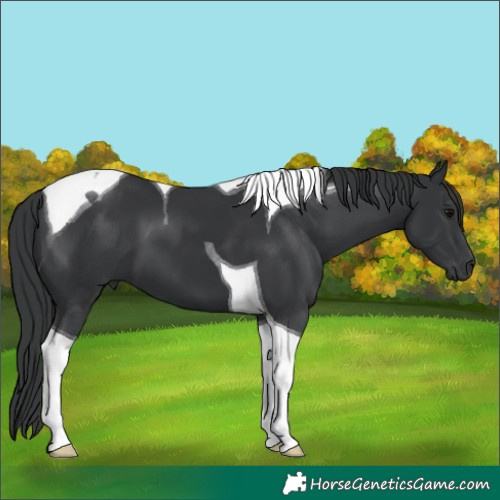 Horse Color:Black Tobiano 