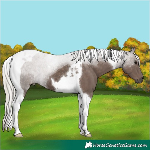 Horse Color:Silver Black Tobiano