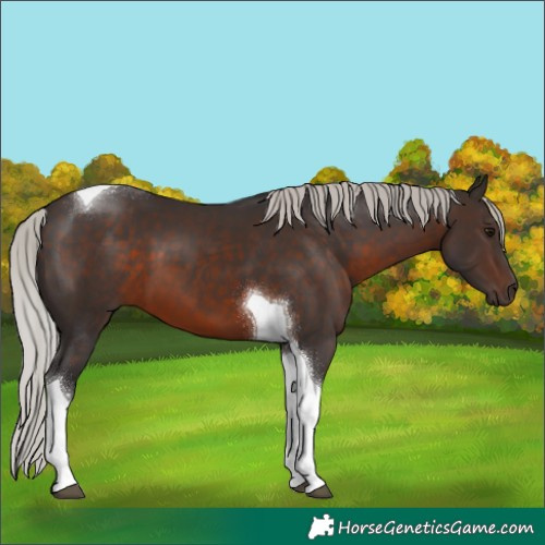 Horse Color:Silver Brown Tobiano