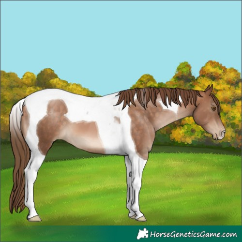 Horse Color:Brown Pearl Tobiano 