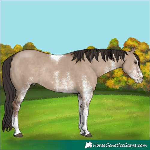 Horse Color:White Spotted Liver Red Dun Tobiano Rabicano