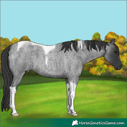 Horse Color:Blue Roan Tobiano 