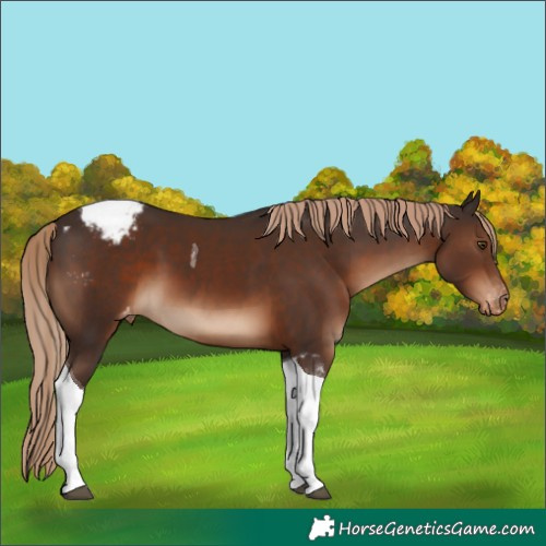 Horse Color:Liver Chestnut Tobiano Blanket 