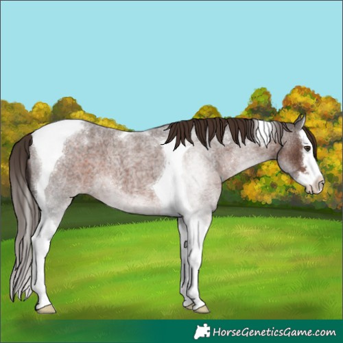 Horse Color:Liver Red Roan Splash Tobiano 
