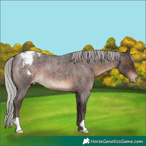 Horse Color:Silver Brown Roan Appaloosa 