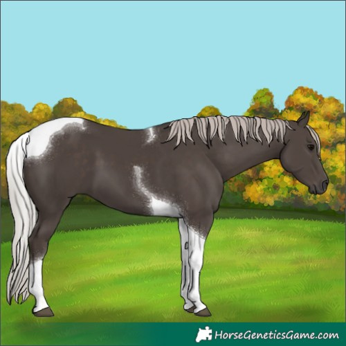 Horse Color:Silver Black Tobiano 