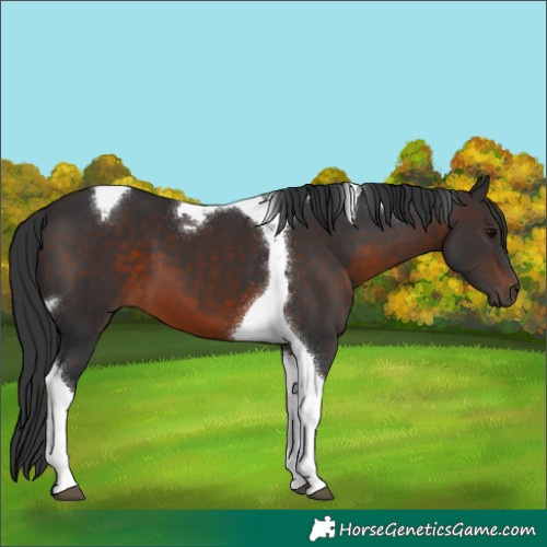 Horse Color:Brown Tobiano
